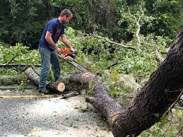 Best Utility Line Clearance  in , IA