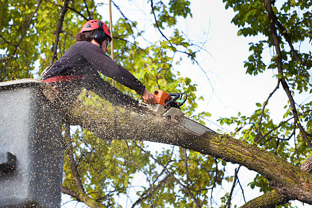 Best Tree Removal  in , IA