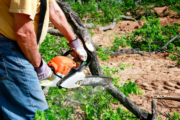 Best Hazardous Tree Removal  in , IA